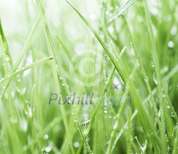 Closeup of a green grass with waterdrops Closeup of a green grass with waterdrops