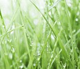 Closeup of a green grass with waterdrops