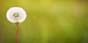 One dandelion on green background