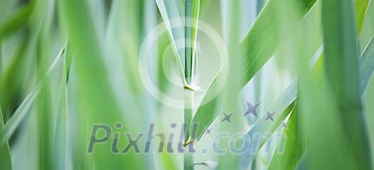 Green nature background Green nature background