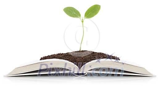 Plant growing on a book Plant growing on a book