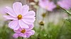 Pretty flowers closeup