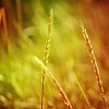 Closeup of a hay on the field