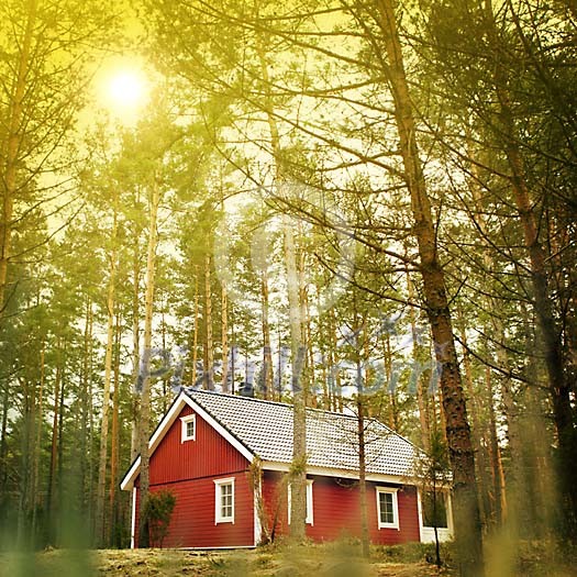House between pine trees House between pine trees