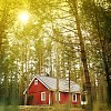 House between pine trees