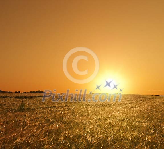 Rye fiield at the sunset Rye fiield at the sunset