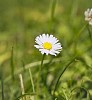 Daisy in nature