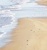 Wet sand and foaming waves