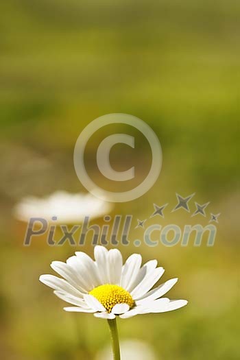 Daisy in sunshine Daisy in sunshine