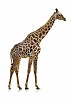 Clipped giraffe