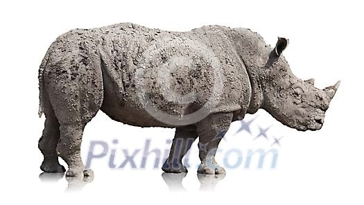 Clipped muddy rhino Clipped muddy rhino