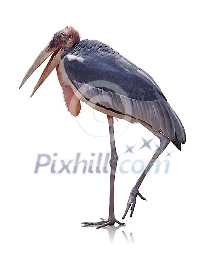 Clipped marabou Clipped marabou
