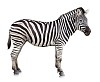 Clipped zebra