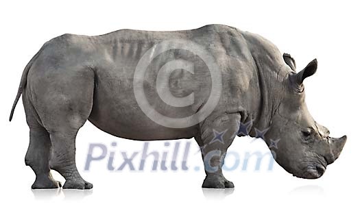 Clipped rhino Clipped rhino
