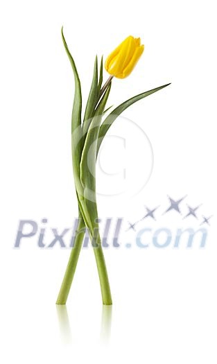 A dancing yellow tulip isolated on white A dancing yellow tulip isolated on white