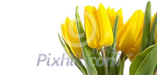 Close-up of yellow tulips Close-up of yellow tulips