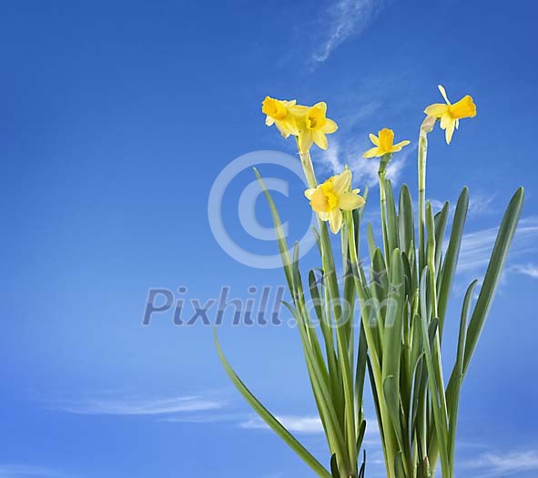 Yellow daffodills on a blue sky background Yellow daffodills on a blue sky background