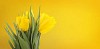 Yellow tulips on yellow background