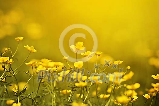 Yellow flowers Yellow flowers