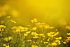 Yellow flowers