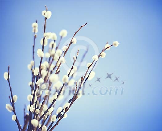 Easter catkin on a blue background Easter catkin on a blue background