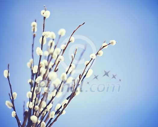 Easter catkin on a blue background