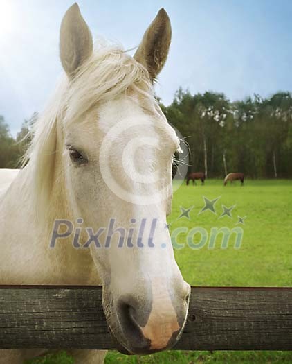 White horse by the fence White horse by the fence