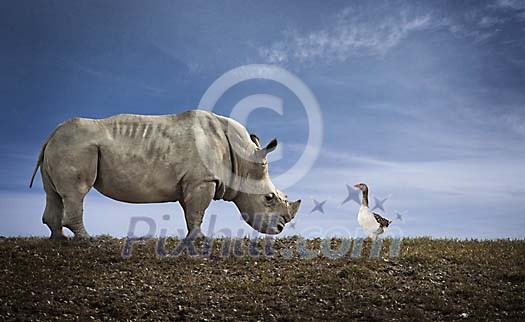 Rhino and a goose on the grass field Rhino and a goose on the grass field