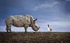 Rhino and a goose on the grass field