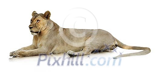 Clipped lioness Clipped lioness