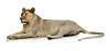 Clipped lioness
