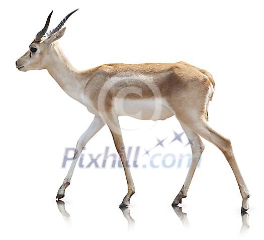 Clipped impala Clipped impala