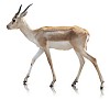 Clipped impala