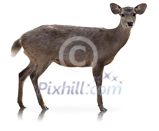Clipped deer Clipped deer