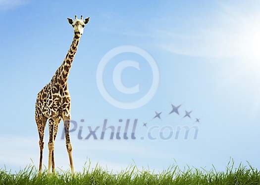 Single giraffe on grass Single giraffe on grass