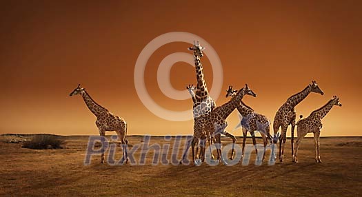 Giraffe herd at the sunset Giraffe herd at the sunset