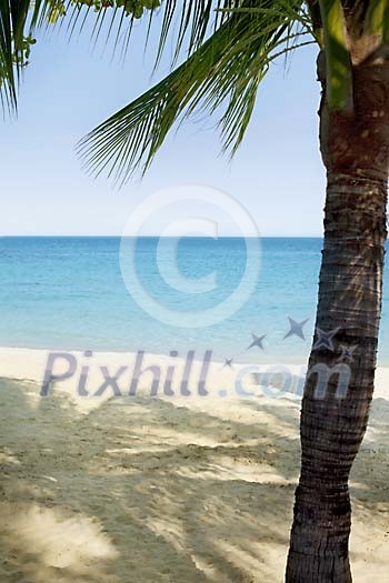 Palmtree on a sandy beach at Koh Samet, Thailand