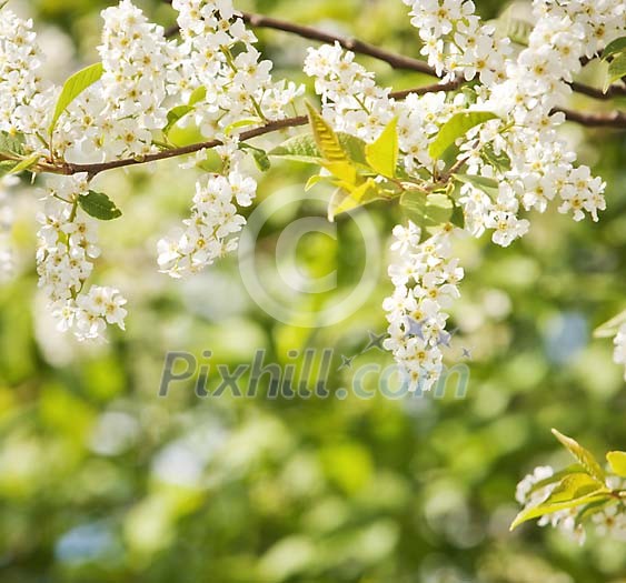 Closeup of a blooming bird cherry Closeup of a blooming bird cherry
