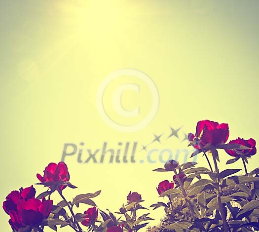 Blossoming red roses Blossoming red roses