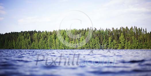 Forest by the water Forest by the water