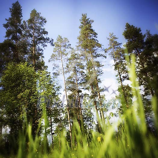 Grass growing under the pine trees