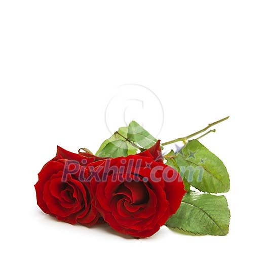 Two red roses on a white background Two red roses on a white background
