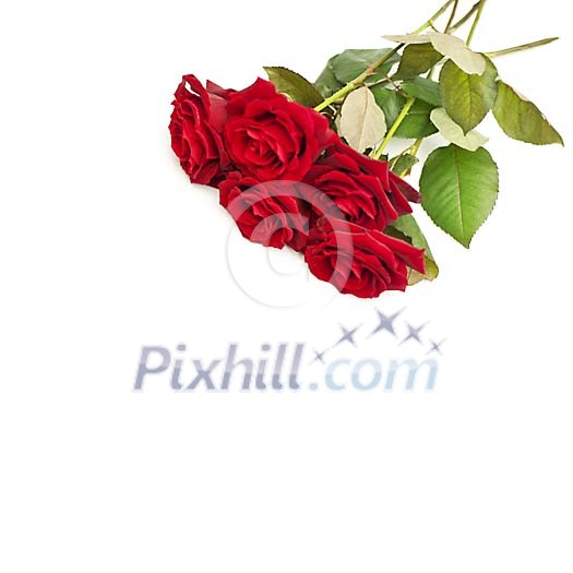 Red roses on a white background Red roses on a white background