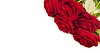 Red roses in the corner on a white background