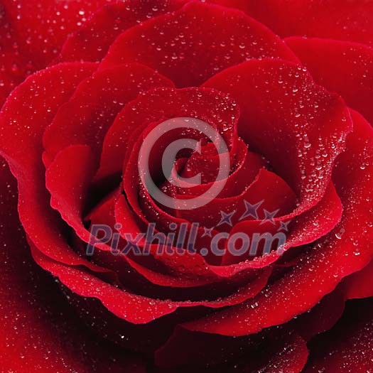 Waterdrops on a red rose Waterdrops on a red rose