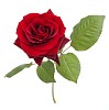 Single red rose on a white background