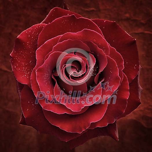 Closeup of a red rose with waterdrops Closeup of a red rose with waterdrops