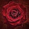 Closeup of a red rose with waterdrops