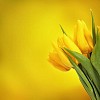 Yellow tulips on a yellow background