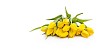Bouquet of yellow tulips on a white background